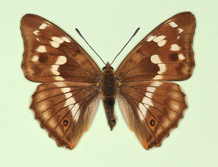 Apatura iris female (aberrant form leschangei) (Internet Image property of respective owner, non-commercial use only)